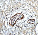 ATF6 Antibody in Immunohistochemistry (IHC)