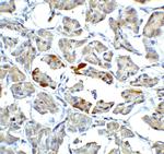 ATF6 Antibody in Immunohistochemistry (IHC)