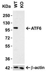 ATF6 Antibody in Western Blot (WB)