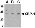 XBP1 Antibody in Western Blot (WB)