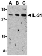 IL-31 Antibody in Western Blot (WB)