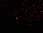 IL-32 Antibody in Immunocytochemistry (ICC/IF)