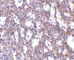 IL-32 Antibody in Immunohistochemistry (Paraffin) (IHC (P))