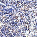 IL-32 Antibody in Immunohistochemistry (Paraffin) (IHC (P))