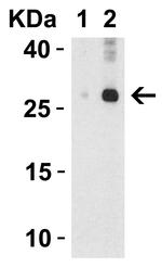 IL-32 Antibody in Western Blot (WB)