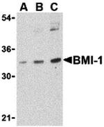 BMI-1 Antibody in Western Blot (WB)