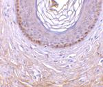 EDA2R Antibody in Immunohistochemistry (IHC)