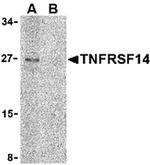 TNFRSF14 Antibody in Western Blot (WB)