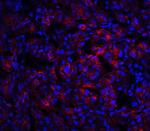 IL-23 p19 Antibody in Immunohistochemistry (PFA fixed) (IHC (PFA))