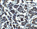 IL-23 p19 Antibody in Immunohistochemistry (Paraffin) (IHC (P))