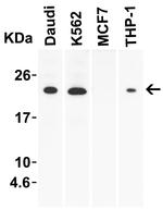 IL-23 p19 Antibody in Western Blot (WB)