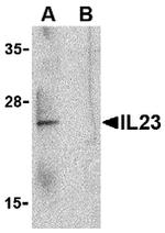 IL-23 p19 Antibody in Western Blot (WB)