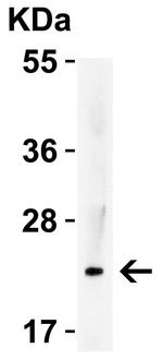 IL-23 p19 Antibody in Western Blot (WB)