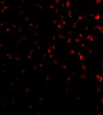 TIMD4 Antibody in Immunocytochemistry (ICC/IF)