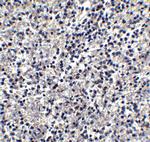 TIMD4 Antibody in Immunohistochemistry (IHC)