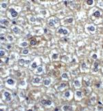 TIMD4 Antibody in Immunohistochemistry (IHC)