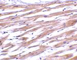 UNG Antibody in Immunohistochemistry (Paraffin) (IHC (P))