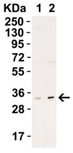 UNG Antibody in Western Blot (WB)