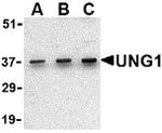 UNG Antibody in Western Blot (WB)