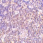 BAG1 Antibody in Immunohistochemistry (IHC)