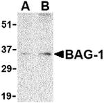 BAG1 Antibody in Western Blot (WB)