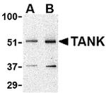 TANK Antibody in Western Blot (WB)