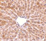 TIP47 Antibody in Immunohistochemistry (Paraffin) (IHC (P))