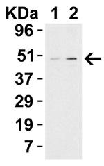 TIP47 Antibody in Western Blot (WB)