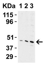 TIP47 Antibody in Western Blot (WB)