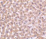 TIP47 Antibody in Immunohistochemistry (Paraffin) (IHC (P))