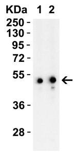 TIP47 Antibody in Western Blot (WB)