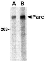 Cullin 9 Antibody in Western Blot (WB)