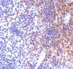 IRF7 Antibody in Immunohistochemistry (IHC)