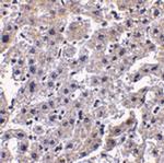 Caspase 14 Antibody in Immunohistochemistry (IHC)