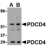 PDCD4 Antibody in Western Blot (WB)