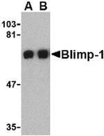 Blimp-1 Antibody in Western Blot (WB)