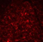 TSLP Antibody in Immunohistochemistry (PFA fixed) (IHC (PFA))