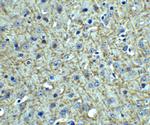 TSLP Antibody in Immunohistochemistry (Paraffin) (IHC (P))