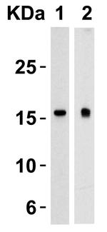 TSLP Antibody in Western Blot (WB)