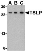 TSLP Antibody in Western Blot (WB)