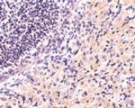 RPAIN Antibody in Immunohistochemistry (IHC)