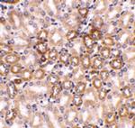 Nephrin Antibody in Immunohistochemistry (Paraffin) (IHC (P))