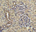 Nephrin Antibody in Immunohistochemistry (Paraffin) (IHC (P))