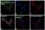 PD-L1 Antibody in Immunocytochemistry (ICC/IF)