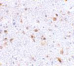 CD273 (B7-DC) Antibody in Immunohistochemistry (Paraffin) (IHC (P))