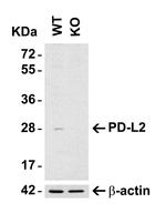 CD273 (B7-DC) Antibody in Western Blot (WB)