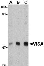 MAVS Antibody in Western Blot (WB)