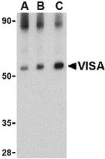 MAVS Antibody in Western Blot (WB)
