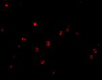 CD82 Antibody in Immunocytochemistry (ICC/IF)