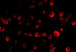 PCBP4 Antibody in Immunocytochemistry (ICC/IF)